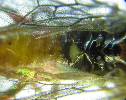 Réf. 249 016 : Euura gracilidentata