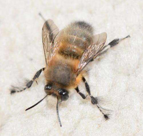 Anthophora plumipes