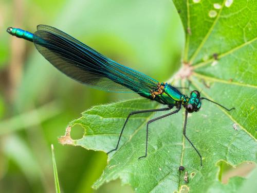 Calopteryx sp.