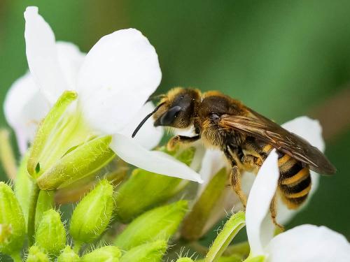 Réf. 249 675 : Halictus scabiosae