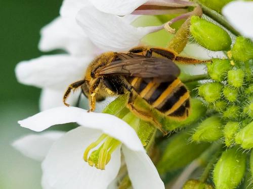 Réf. 249 677 : Halictus scabiosae