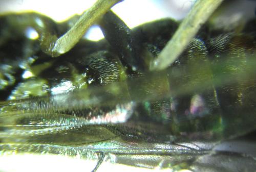 Réf. 249 318 : Pristiphora maesta