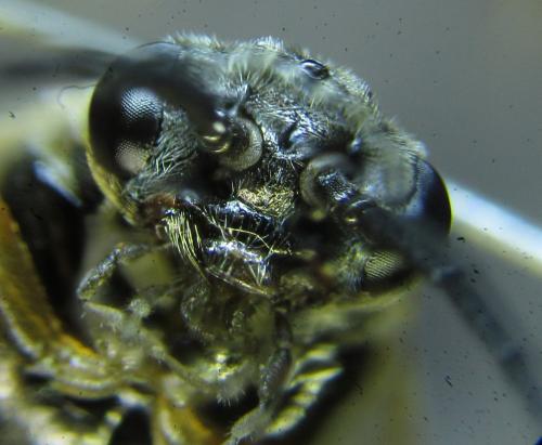 Réf. 249 344 : Pristiphora maesta