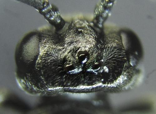 Réf. 249 606 : Empria basalis