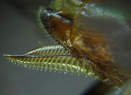 Réf. 249 708 : Euura longiserra