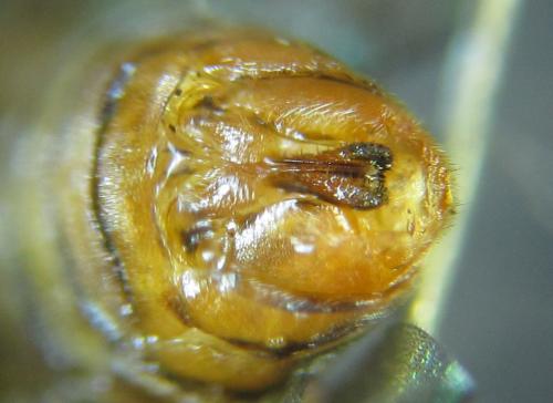 Réf. 249 768 : Pristiphora punctifrons
