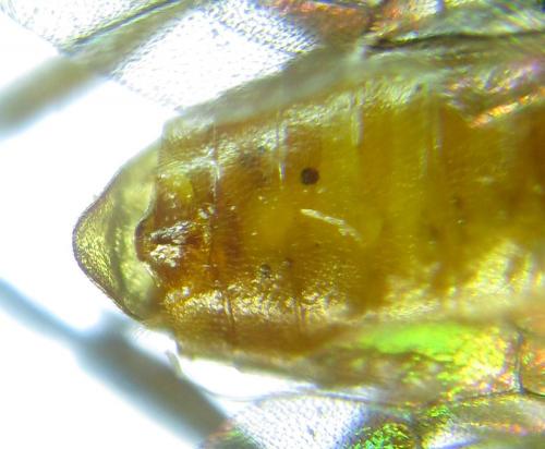Réf. 249 017 : Euura gracilidentata