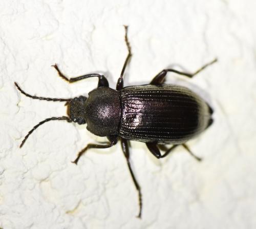 Stenomax aeneus
