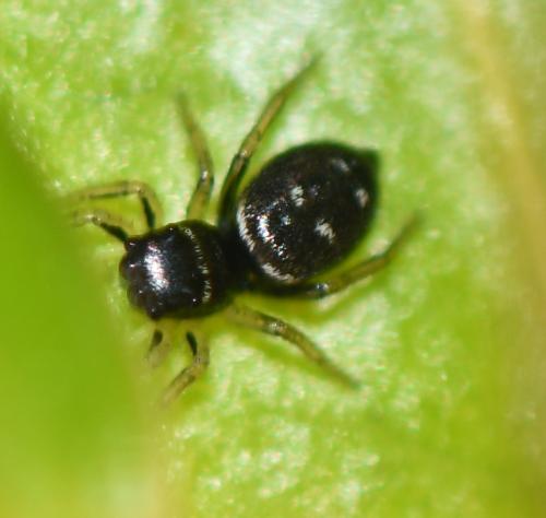 Heliophanus cupreus