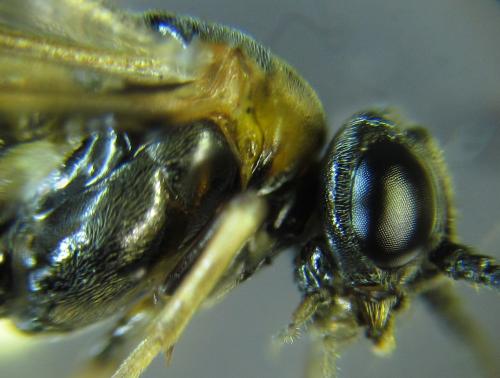Réf. 249 345 : Pristiphora maesta