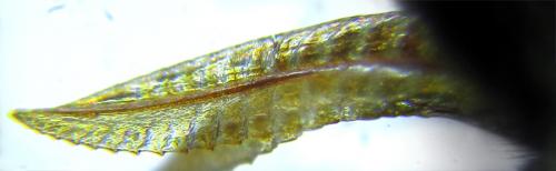 Réf. 249 607 : Empria basalis