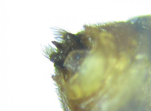 Réf. 249 769 : Pristiphora punctifrons
