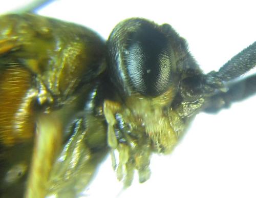 Réf. 249 018 : Euura gracilidentata