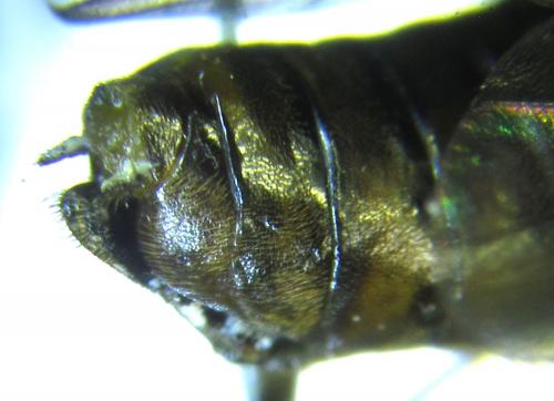 Réf. 249 320 : Pristiphora maesta