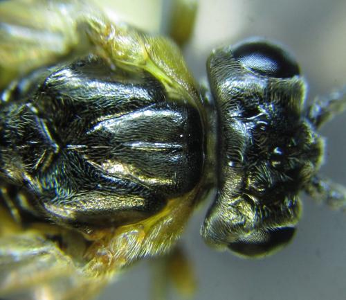 Réf. 249 346 : Pristiphora maesta