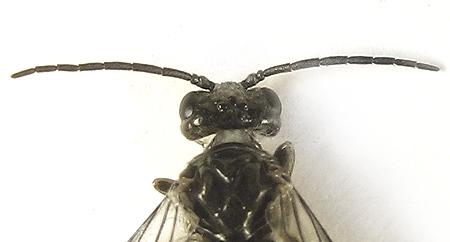 Réf. 249 608 : Empria basalis