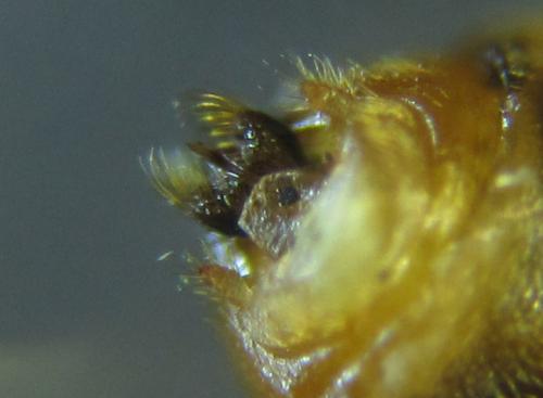 Réf. 249 770 : Pristiphora punctifrons
