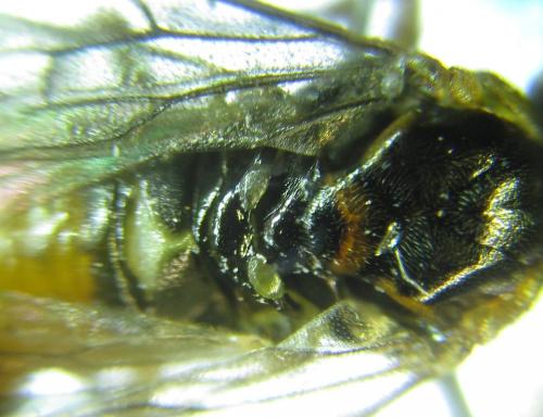 Réf. 249 019 : Euura gracilidentata