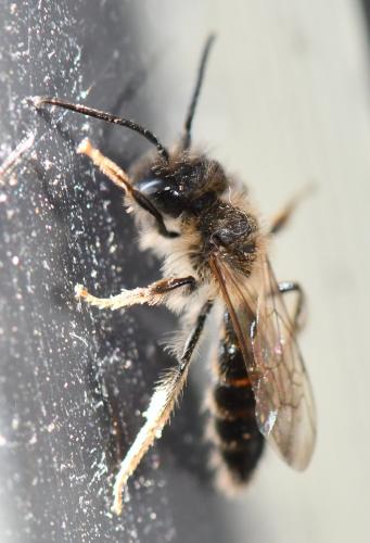 Réf. 249 891 : Andrena sp.