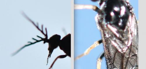 Cladius pectinicornis