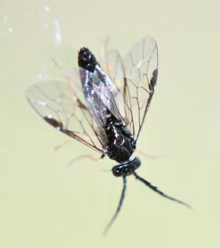 Cladius pectinicornis