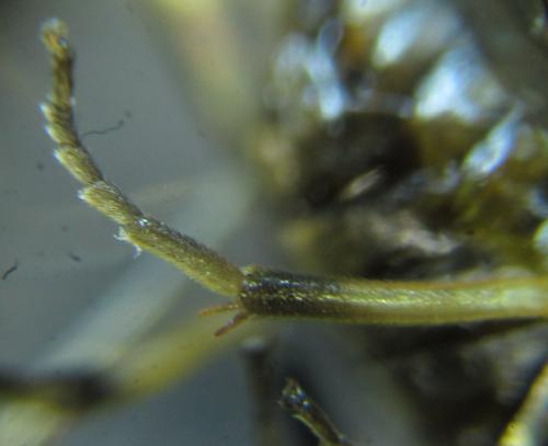 Pristiphora maesta