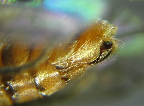 Réf. 249 771 : Pristiphora punctifrons