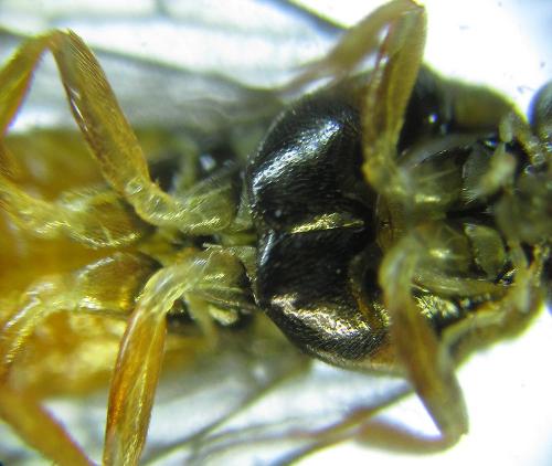 Réf. 249 020 : Euura gracilidentata