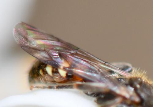 Nomada sp.