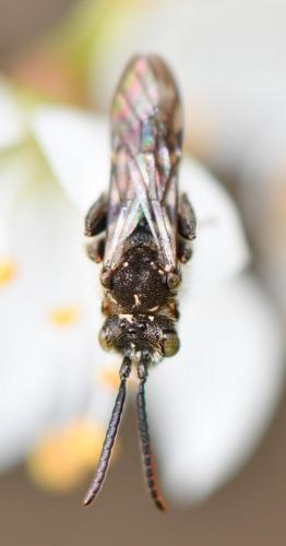 Réf. 249 902 : Nomada sp.