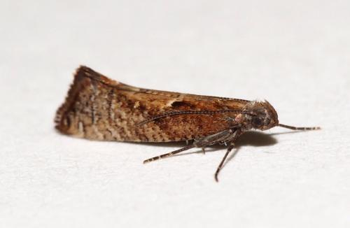 Acrolepiopsis vesperella