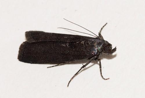 Réf. 249 355 : Phycitinae inconnu