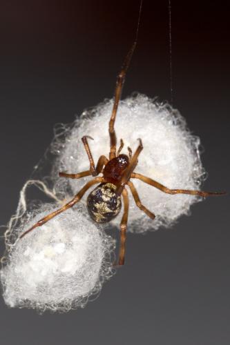 Steatoda triangulosa
