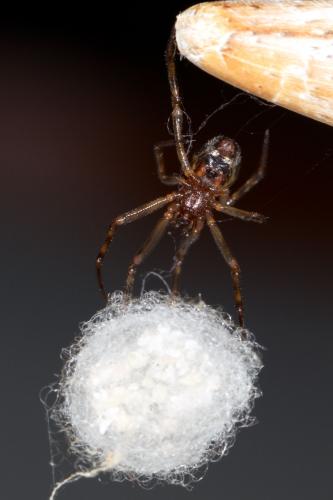 Steatoda triangulosa