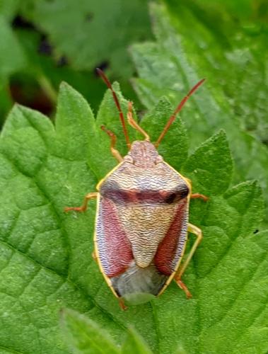 Réf. 249 928 : Piezodorus lituratus