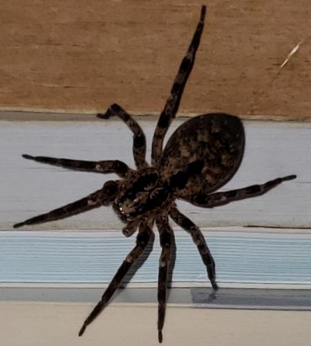Réf. 249 140 : Zoropsis spinimana