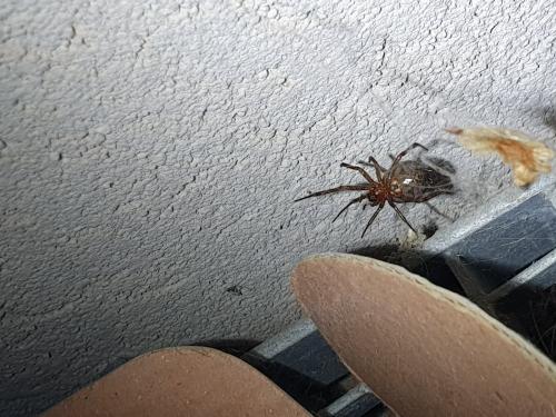 Réf. 249 198 : Steatoda nobilis