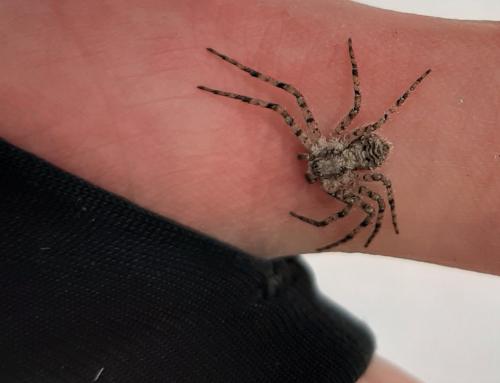 Philodromus margaritatus