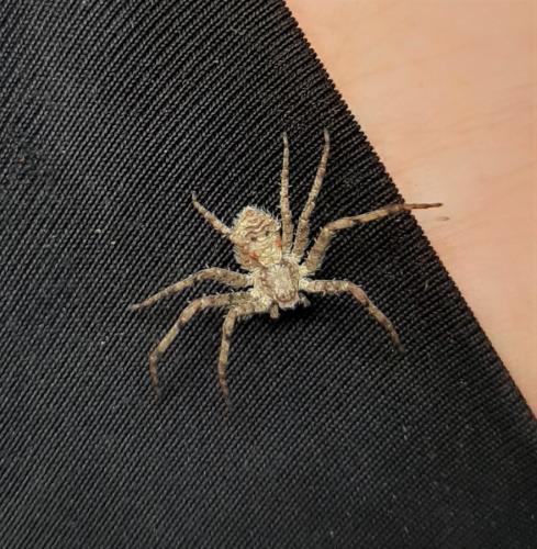 Philodromus margaritatus