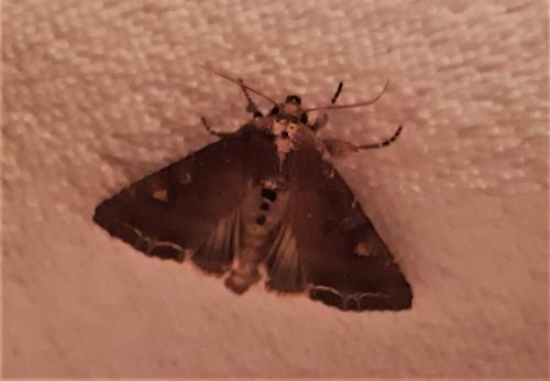 Lacanobia oleracea
