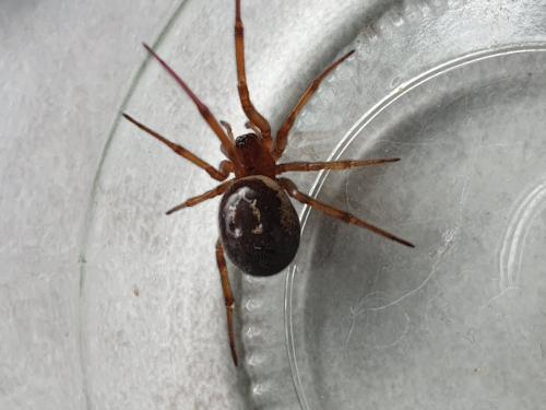 Réf. 249 200 : Steatoda nobilis