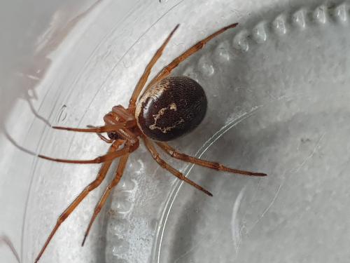 Réf. 249 199 : Steatoda nobilis