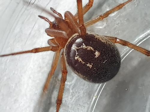 Réf. 249 201 : Steatoda nobilis