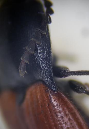Réf. 249 102 : Ampedus quercicola