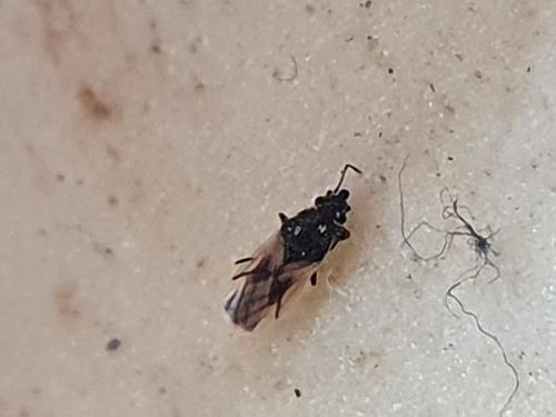 Réf. 249 174 : Metopoplax ditomoides