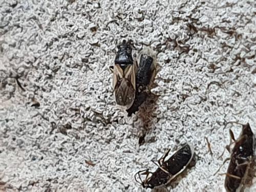 Réf. 249 172 : Metopoplax ditomoides