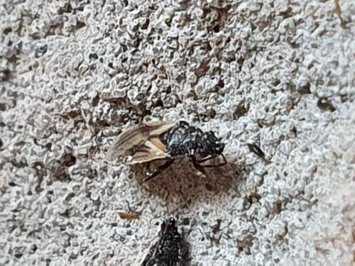 Réf. 249 170 : Metopoplax ditomoides