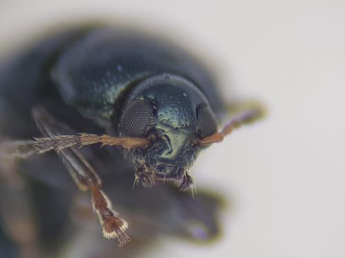 Réf. 249 230 : Psylliodes dulcamarae
