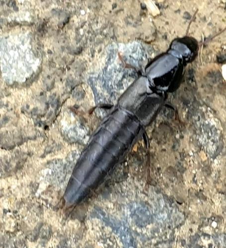 Réf. 249 687 : Quedius sp.