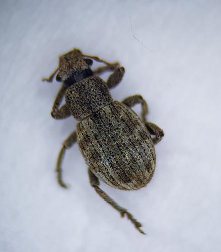 Réf. 249 536 : Strophosoma capitatum